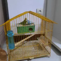 پرنده|پرنده|مشکیندشت, |دیوار