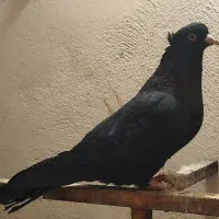 نرزاغ جوان کرمانشاهی