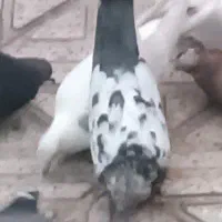 کبوتر