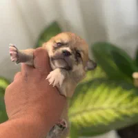 توله فنجونی فقط ۲.۵۰۰