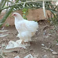 مرغ و خروس برهما|حیوانات مزرعه|برازجان, |دیوار