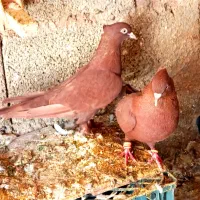 کفتر کبوتر سرور کاکلی|پرنده|شیراز, شاهچراغ|دیوار