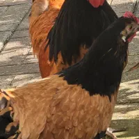 فروش تخم وجوجه