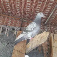 کبوتر ، طوقی ، پلاکی|پرنده|جم, |دیوار