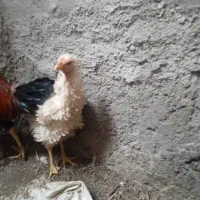 فروشی ویا معاوضه با سگ پاکوتاه یاپشمالو