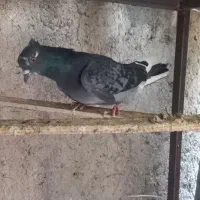 شکار شب بلندی|حیوانات|قم, باسکول|دیوار