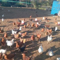 جوجه گلپایگانی 3 ماهه