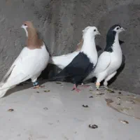 کبوترپرشی|پرنده|نیشابور, دارایی|دیوار