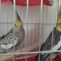 عروس هلندی