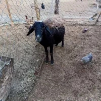 گوسفند میش آبستن|حیوانات مزرعه|کوهدشت, |دیوار