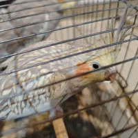 عروس هلندی ماده دون خور آماده برای دستی شدن|پرنده|تهران, منیریه|دیوار