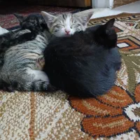 بچه گربه