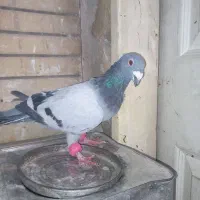 کبوتر سبز آلمانی وپولکی یه جفت روی تخم|پرنده|مشهد, کوی المهدی|دیوار