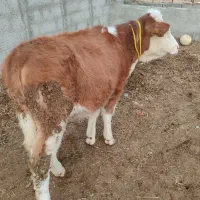 2. عدد گوساله ماده سیمینتال