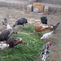 بوقلمو|حیوانات مزرعه|مبارکه, |دیوار