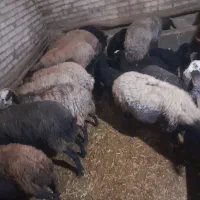 گوسفند|حیوانات مزرعه|بزینه رود, |دیوار