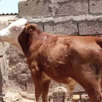 گوساله نر سیمینتال بهترین نژاد
