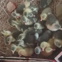 جوجه‌‌غاز‌و‌جوجه‌اردک‌و‌بوقلمون