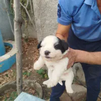 توله بردر کولی|سگ|تهران, سید خندان (جلفا)|دیوار