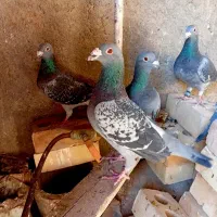 کبوتر آلمانی یا پلاکی اصیل از همه نظر ظمانتی