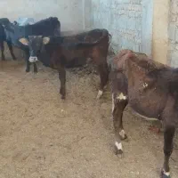 ده تا گوساله ماده