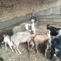 بز و میش و بره