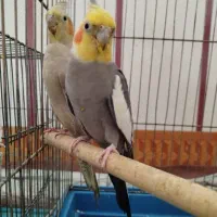 عروس هلندی