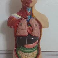 مولاژ نیم تنه انسان