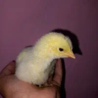 جوجه گوشتی نژاد راس