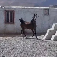 فروش چندراس اسب