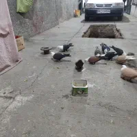 کفتر کلاغ