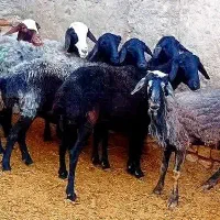 هفت راس بره ماده ی شکم زاییده شیشگ‌ کیلو۶۰۰