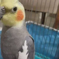 طوطی عروس جفت مولد|پرنده|قم, تولید دارو و یخچال|دیوار