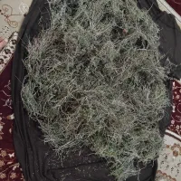 اویشن تازه ۱۴۰۵