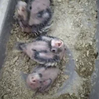 جوجه عروس|پرنده|نسیمشهر, |دیوار