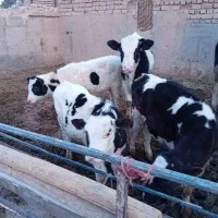 گوساله قطع شیر|حیوانات مزرعه|قم, باجک سه|دیوار