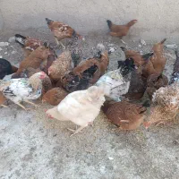 جوجه خروس ومرغ جوان 7ماهه 290هزار ویک جفت غازخرامه|حیوانات مزرعه|شیراز, سعدیه جنوبی|دیوار