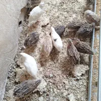 بلدرچین