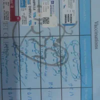 سگ شیتزو|سگ|یزد, |دیوار