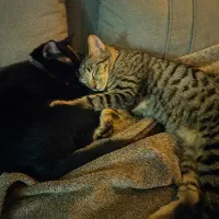 واگذاری رایگان گربه نژاد دار امریکن