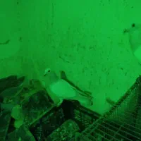 دوجفت نرماده