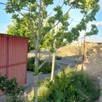 اسکان رایگان