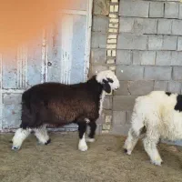 بره قوچی ذات دار|حیوانات مزرعه|وردشت, |دیوار