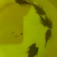 کت وگربه  ال۵۹ مولد درشت