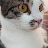 گربه گمشده