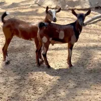 دام اصل|حیوانات مزرعه|بافت, |دیوار