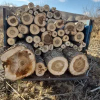 خریدار انواع چوب ساختمانی قلمه بیدودرختان میوه|خدمات باغبانی و درختکاری|میانه, |دیوار