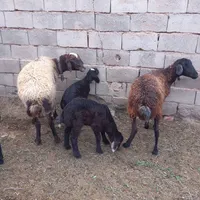 4 عدد میش زاییده دقل