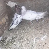 کبوتر