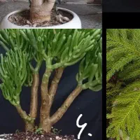 گل آپارتمانی کادویی خونگی|گل و گیاه طبیعی|بروجرد, |دیوار